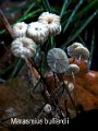 Marasmius bulliardii-amf1269